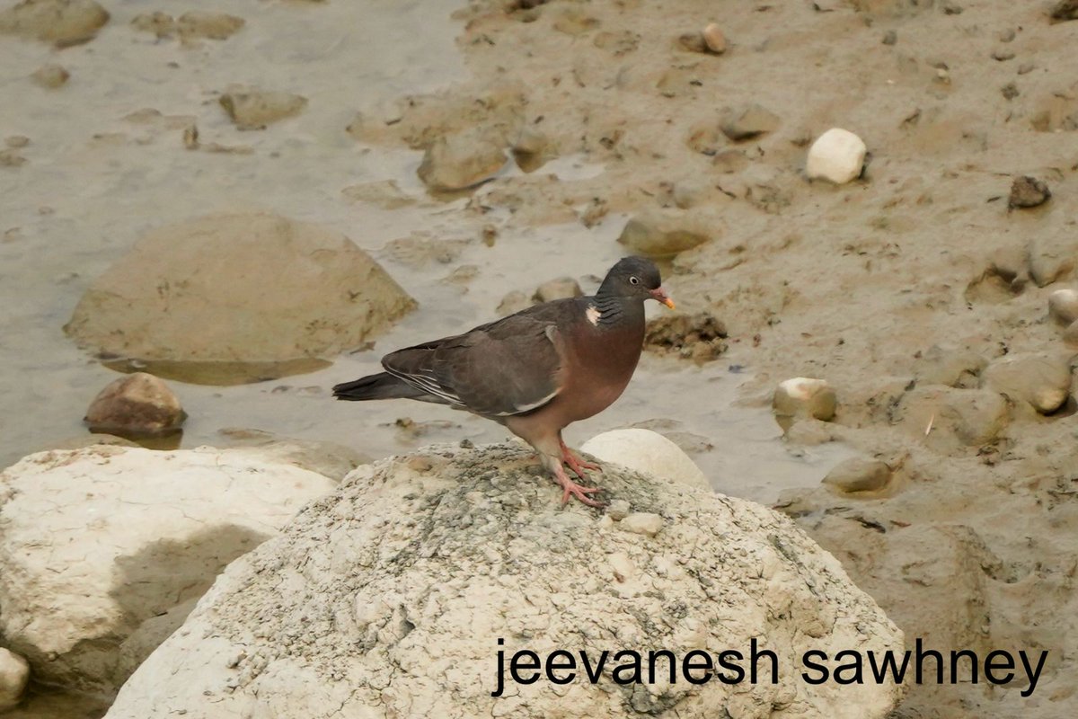 FarmGodson's tweet photo. Spotted yesterday at High Bank Area, beneath the Machan, Jhirna Zone, Jim Corbett National Park: Common Wood Pigeon, large western Palearctic Columba sp. Uncommon for this region bulky, pinkish breast, white neck patch &amp; bold wing bars
@Saket_Badola
@skumarias02
@rameshpandeyifs https://t.co/zw1ylAplvn