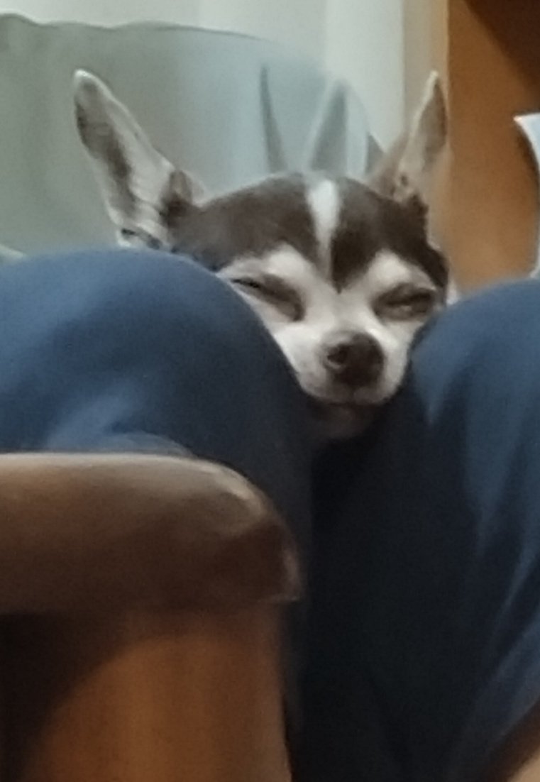 素数 tweet media