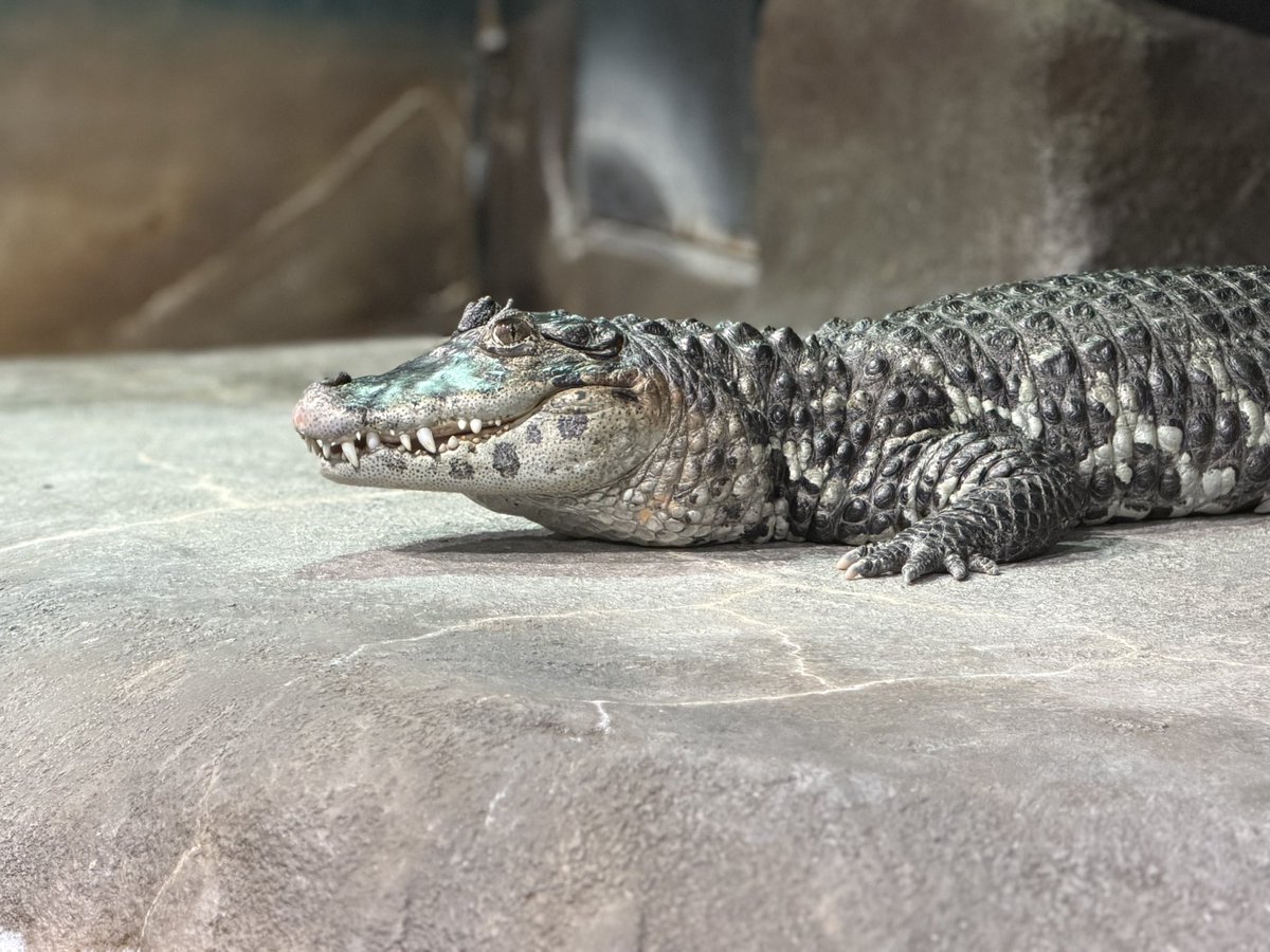 🐊ワニ倶楽部:菅原🐊 tweet media