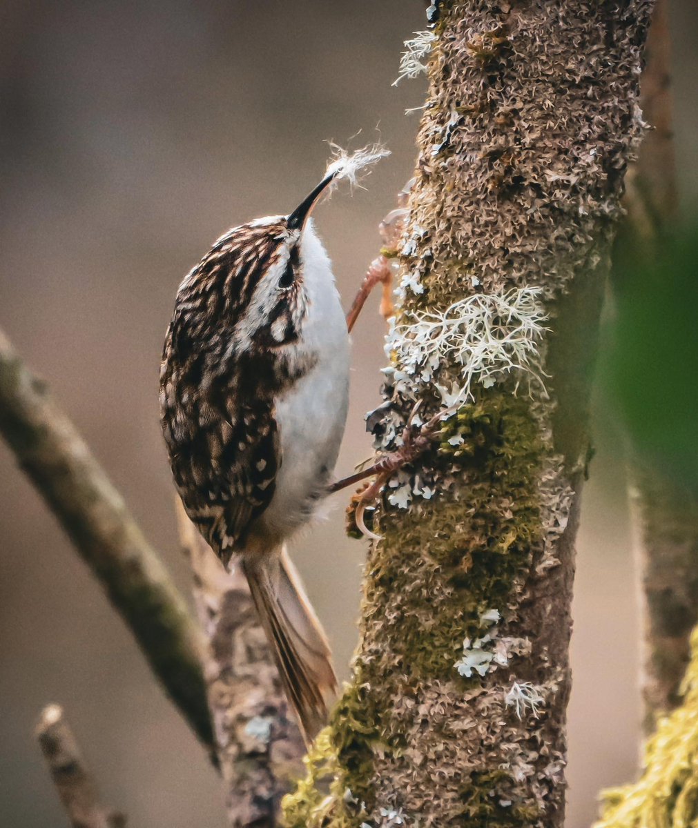 WeAreNatur3's tweet photo. Tree creeper Collecting nesting material. 💚
Photo by Matthew James Fox.
#nature #bird #birds #birdphotography #birdwatching #photo #photographer #photomode #photooftheday #WeAreNature #beautiful #treecreeper #nesting https://t.co/2RIwY6bv1H
