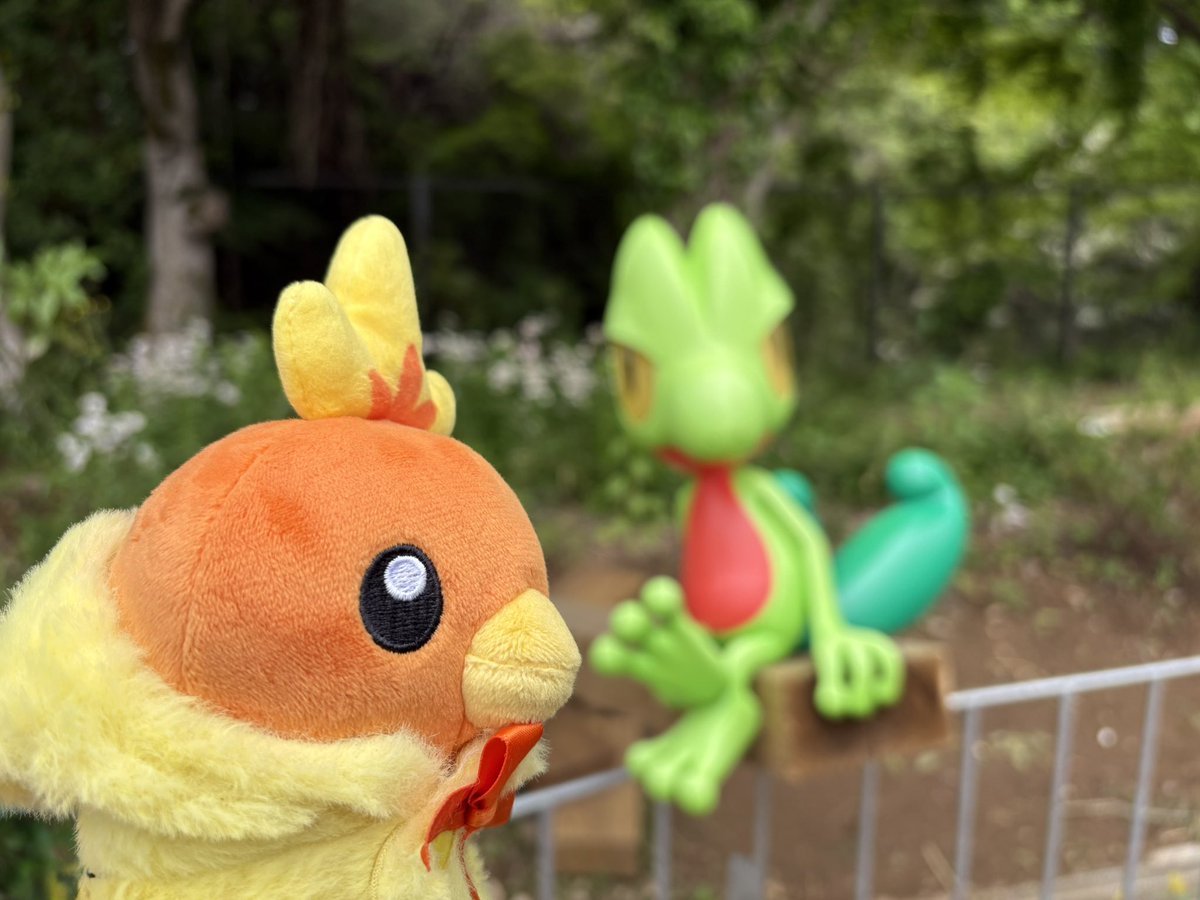 ポケパークにキモリとミズゴロウはいるけど、 何でアチャモはいない