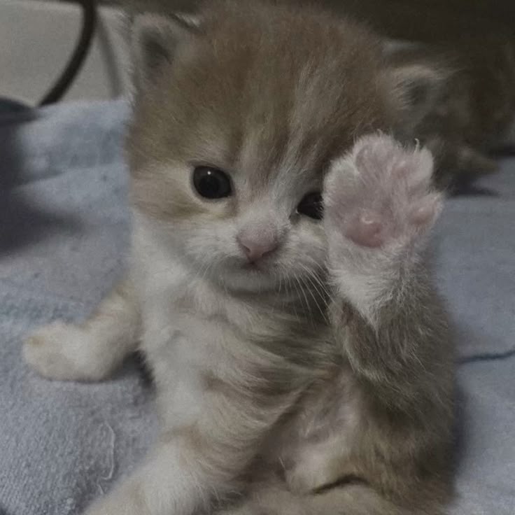 daily cats ♡ tweet media