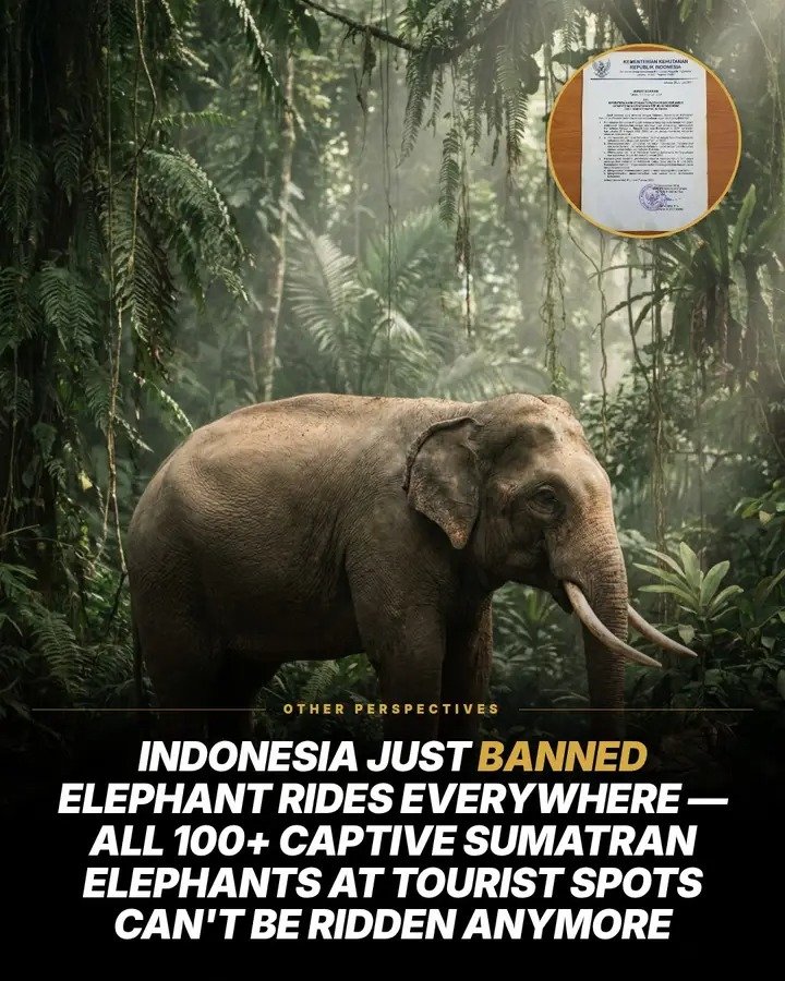 DPKNAMBIAR's tweet photo. @TVKVijayHQ @TVK_Universe_ Requesting you to kindly consider a dedicated force towards the welfare of #Environment #elephants and #animals in general who live in #forests &amp; those who are  domesticated. CONGRATULATIONS ON #144 APPROVAL. SO EXCITED 😊
#EMIT https://t.co/rUEOY9i9KE
