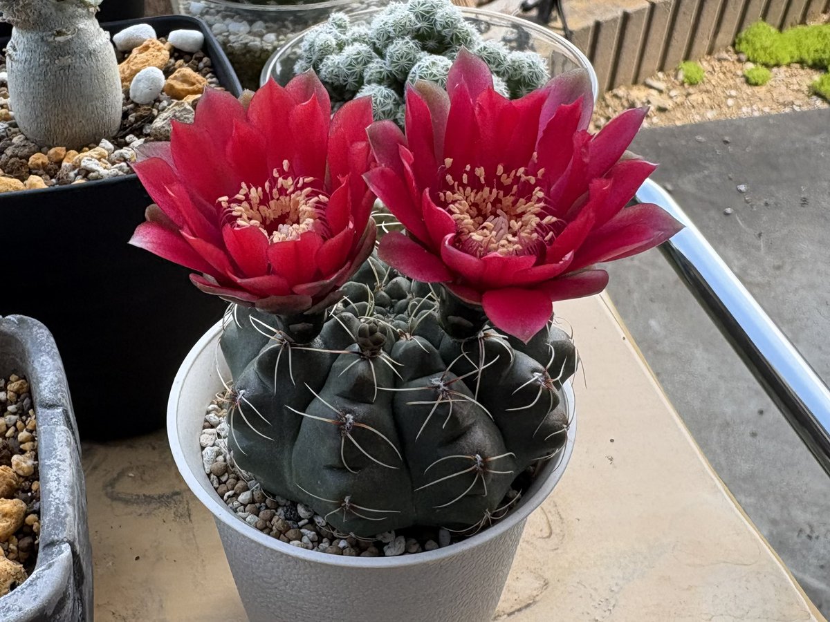 緋花玉の花が2つになりました。 ユーフォルビアと比べてサボテンは花