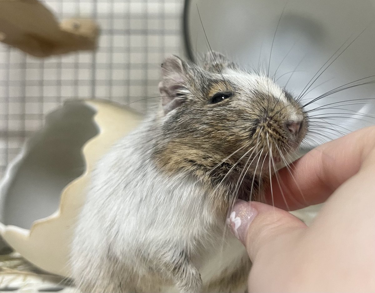 みかん🐭 tweet media