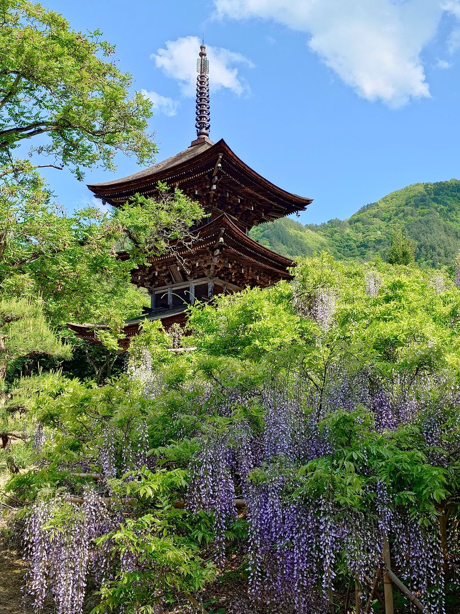 walnuttempura's tweet photo. 長野県上田市の前山寺へお参りに。
藤が咲き、重要文化財の三重塔が初夏の空に映えていました。
そして、くるみおはぎ！
初めて食べて以来、その美味しさの虜になった信州名物。前山寺のくるみおはぎは境内で採れる鬼胡桃でたれを作っているそうで、風味がとっても良い……！(予約がおすすめです🙆) https://t.co/KZoguQjPln