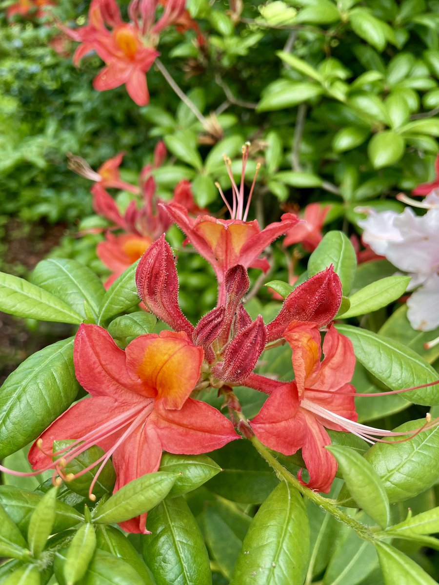 Panettone19's tweet photo. 花花 https://t.co/cSiJOjnPG6