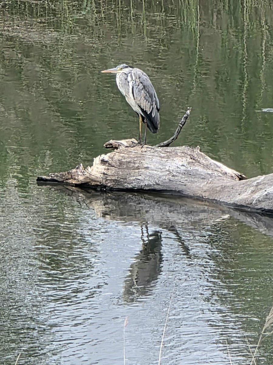 ENTORNOMEAQUES's tweet photo. Sestea una de las Garzas del humedal del Meaques Valchico.
Fdo: Fran. Valderrama. https://t.co/2yg5cPhPkB