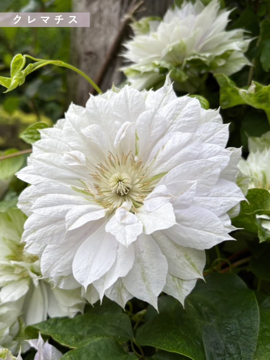 acao_forest's tweet photo. 5月12日の開花情報をお知らせします💐

各所でバラが［見頃〜満開］を迎えています‼︎🌹

満開のバラが咲く今！💛
色とりどりの美しいバラと草花たちをぜひこの機会に見に来てくださいね♪

詳細はHPのBLOOMING NOWをご確認ください👀✨ https://t.co/VNBDupSui4