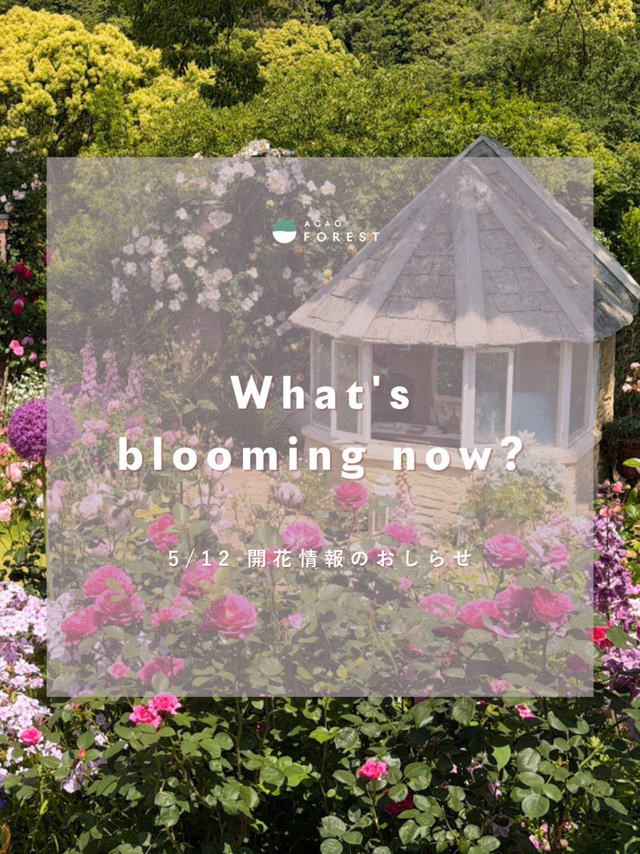 acao_forest's tweet photo. 5月12日の開花情報をお知らせします💐

各所でバラが［見頃〜満開］を迎えています‼︎🌹

満開のバラが咲く今！💛
色とりどりの美しいバラと草花たちをぜひこの機会に見に来てくださいね♪

詳細はHPのBLOOMING NOWをご確認ください👀✨ https://t.co/VNBDupSui4