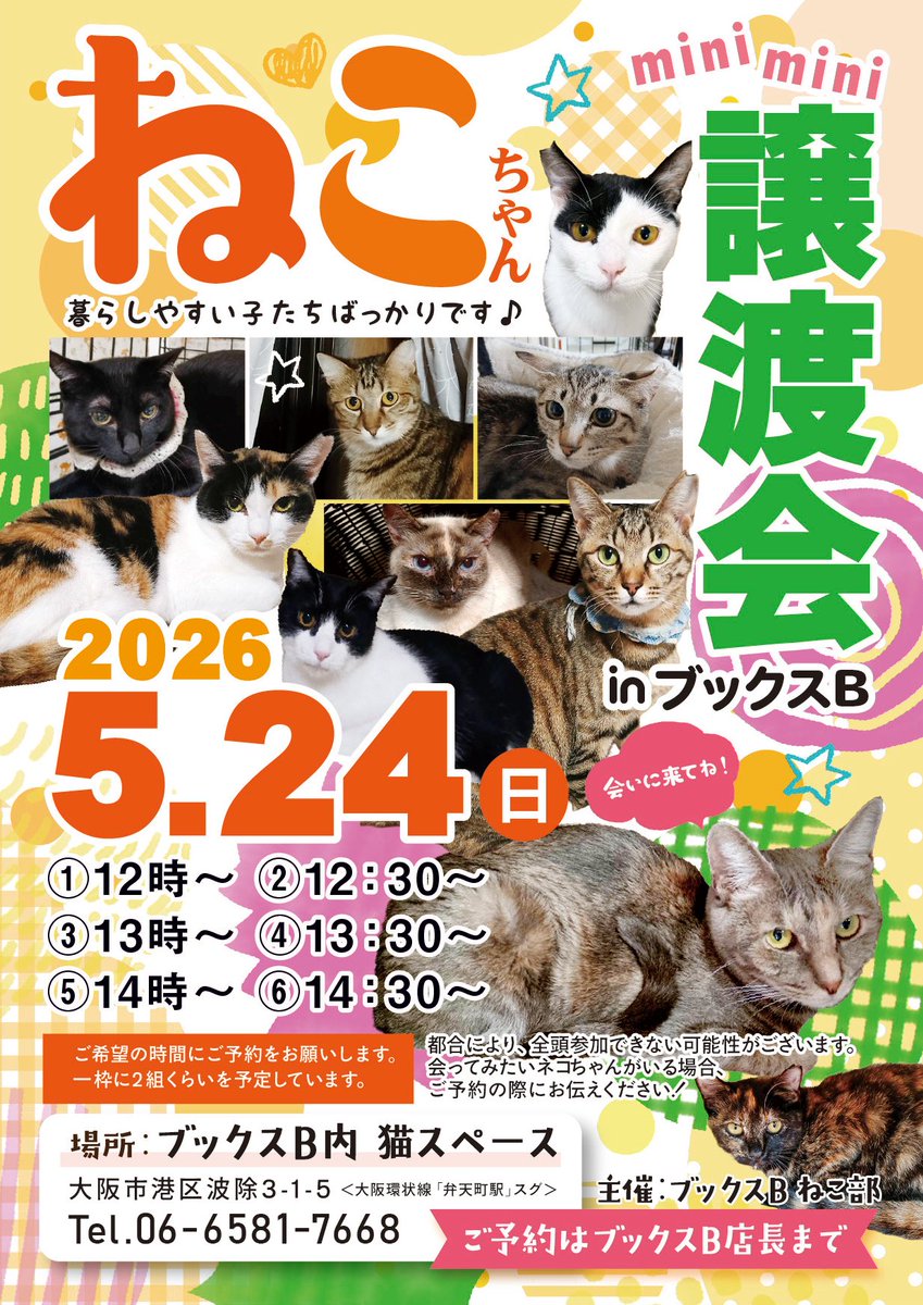 SHIRASUNPA's tweet photo. 譲渡会のお知らせです。のりちゃんも参加します。みんニャ😺かわいい子たちばかりです。どうぞ宜しくお願い致します🙏 https://t.co/ra0iLc4fLz