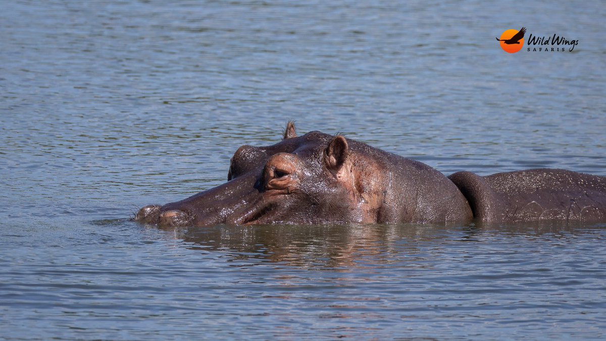 WildWingsSafaris tweet media
