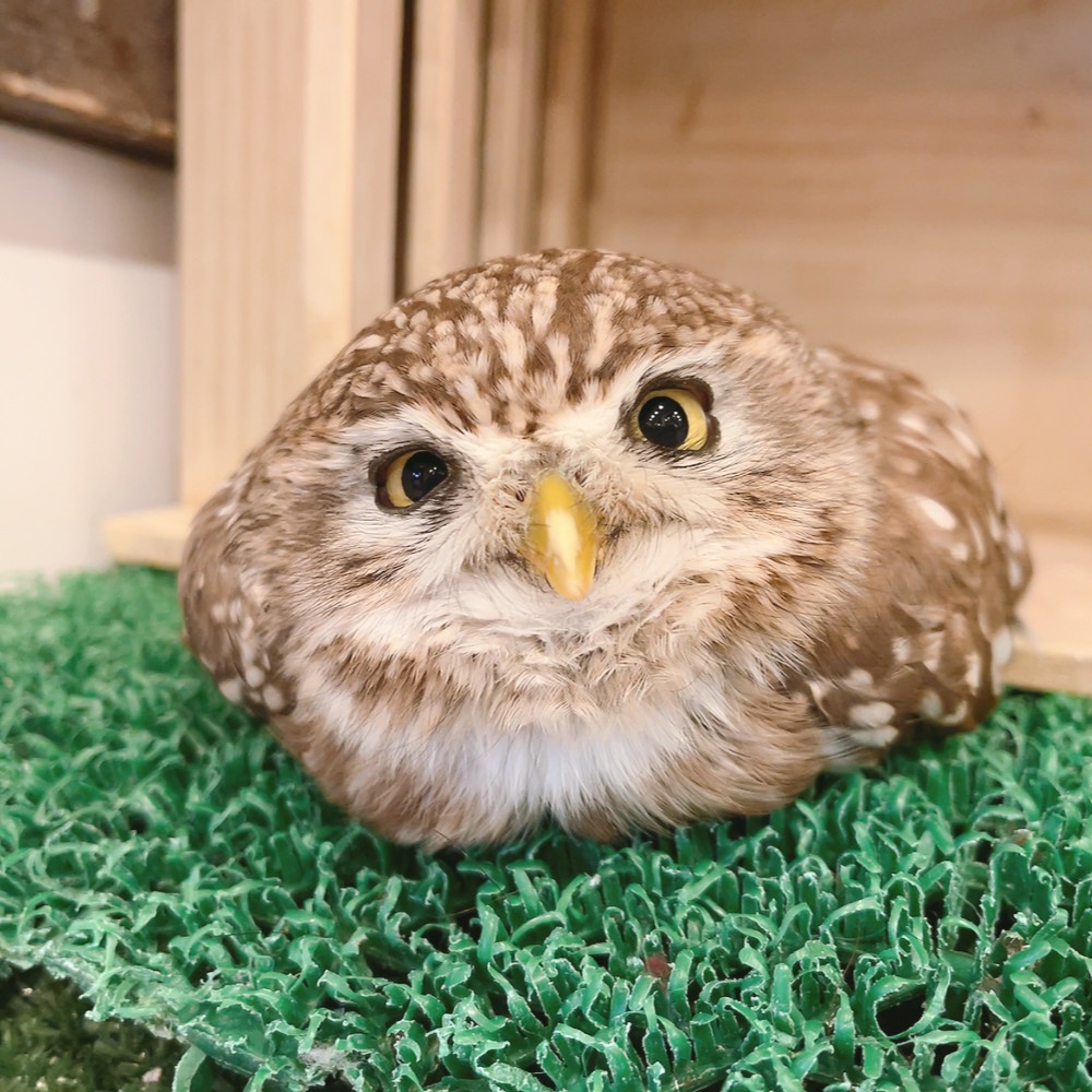 ふくろうの里 Owl Village tweet media