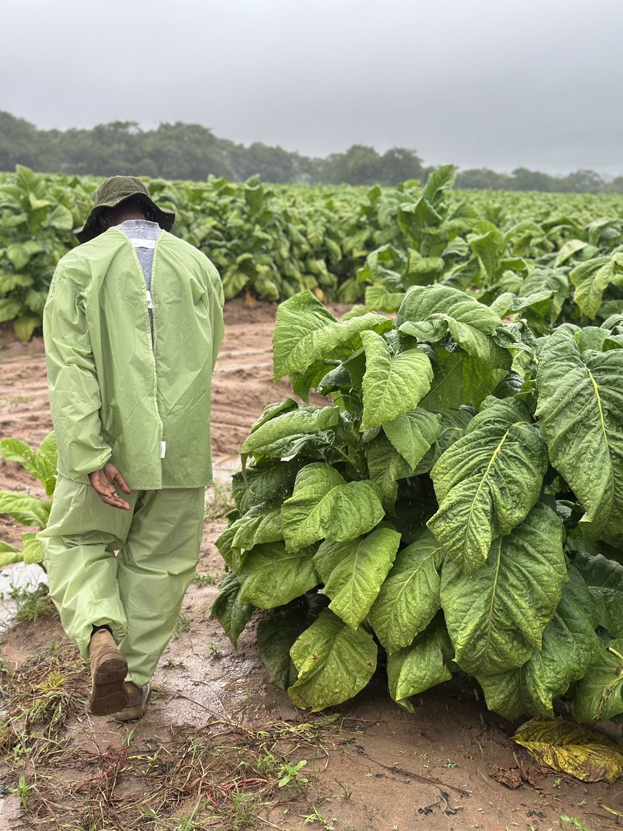 Zimbabwe Tobacco Association (@TobaccoZimbabwe) / Posts / X