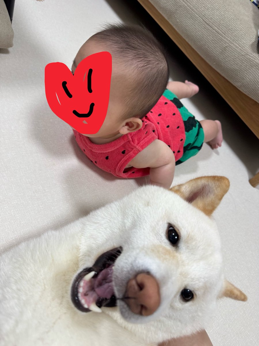 ほのか🐶🏝 tweet media