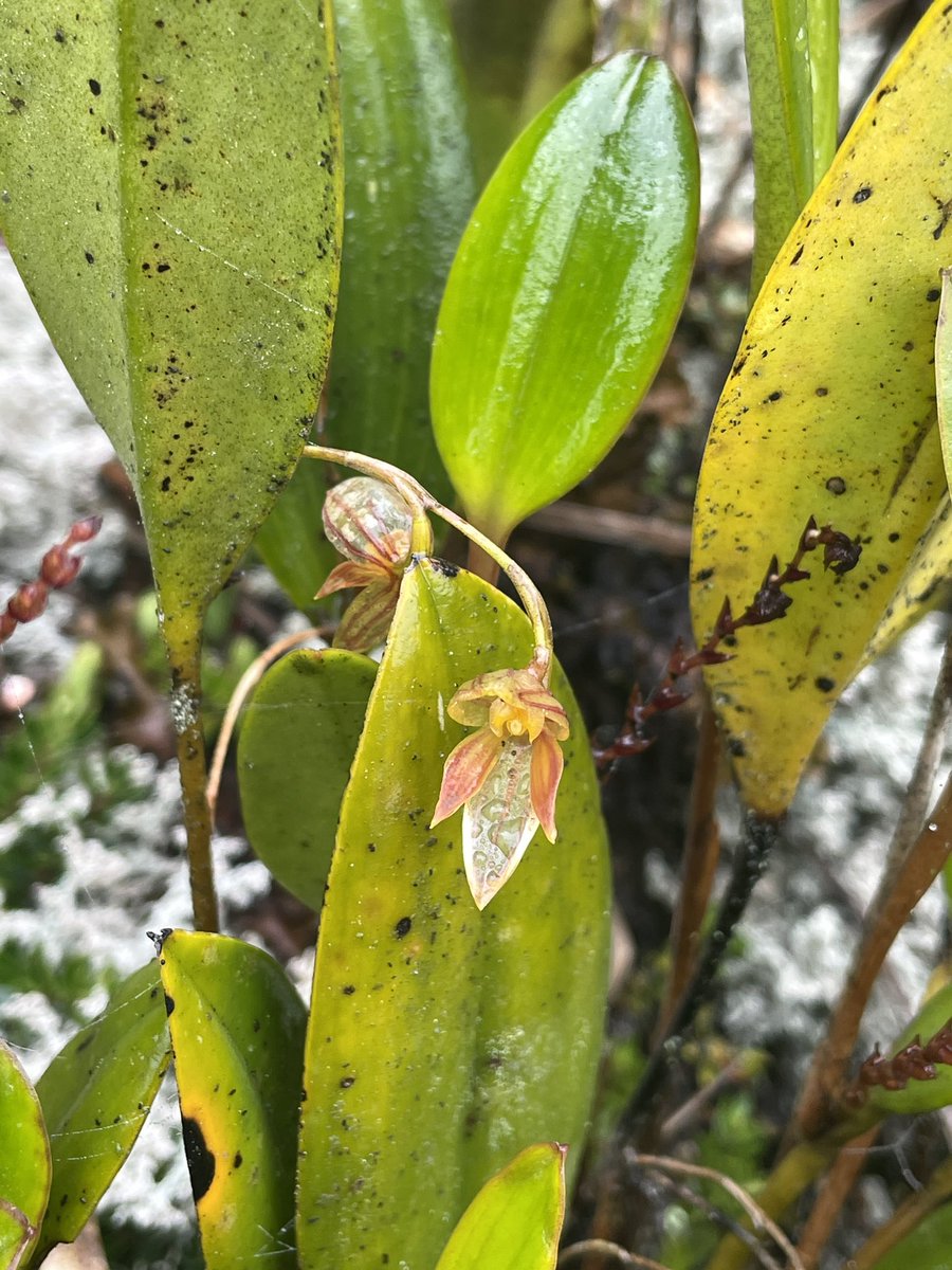 Post by WILD WIND on X: ⛰️と植物 📸