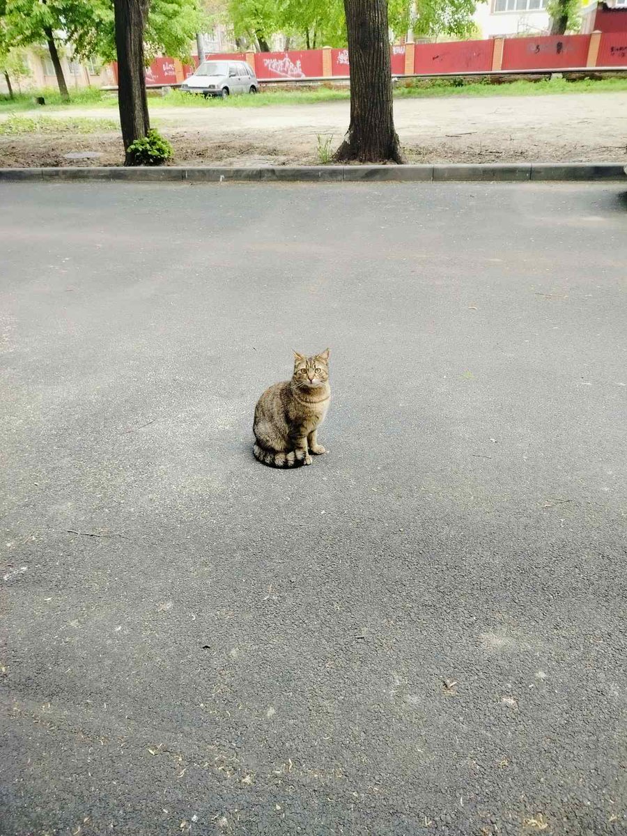 MBelyj2972's tweet photo. Одесса Такую красивую и нежную кошечку ,выкинули на Черёмушках,перед зимой.Она очень плакала первые дни и просила помощи.Я работаю в том районе и когда была на работе кормила ее.Она была очень холеная,сейчас немного похудела.Но она смогла пережить зиму.Сейчас наблюдая за ней,она все также тянется к людям,но очень осторожничает.
Мне очень хочется ей помочь,я вижу,что ей тяжело,днём сидит ,то под машинами,то под домом,ей просто некуда податься,она как неприкаянная.Я прошу помощи,найти ей любящую семью.
Видно,что выкинутая,появилась внезапно и плакала просила помощи.Может кто-то захочет ее осчастливить домом и заботой.Я покажу где она находится и помогу поймать.
Мой номер телефона 0963426182.Наталья.