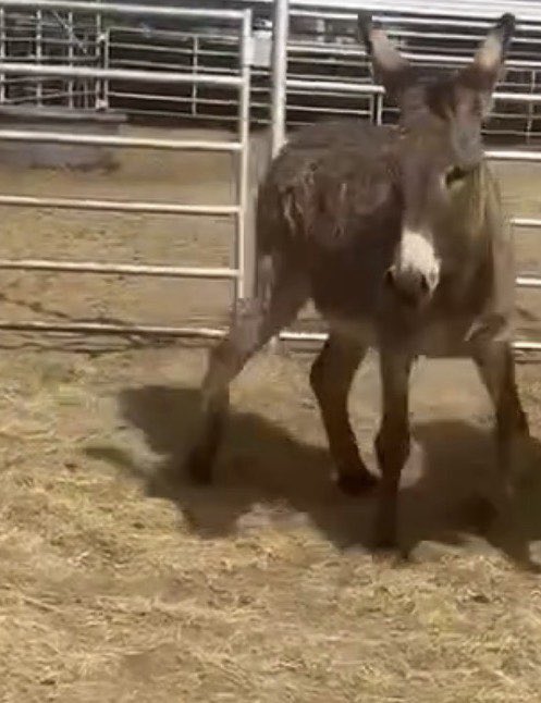 heartandhooves's tweet photo. 🆘 **URGENT: SAVE ANDY** 🆘
Andy is just a terrified, unhandled donkey sitting in a kill pen right now. He’s confused, shaking, and running out of time. 💔
We need to get him to safety before it’s too late. Please help us bring Andy home and keep him away from slaughter. Every dollar counts!
🐴 **Donate here:** https://t.co/rSD4ZZ1Jvy
#SaveAndy #DonkeyRescue #AnimalRescue #KillPenRescue #EndSlaughter