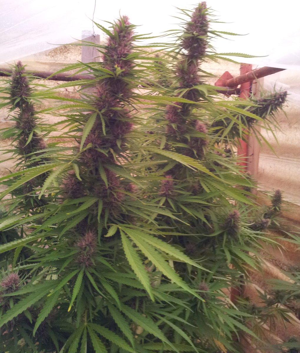 ACE_Seeds's tweet photo. Panama, a highly refined 3 way hybrid bred from 3 different #sativa #landraces from Panama and Colombia over many generations, creating a huge #familytree with a few distinct phenos: red (most famous), white, green and purple. 

Here #PanamaRed #pheno in all her glory.

#ACESeeds https://t.co/VHdLdRNSi9