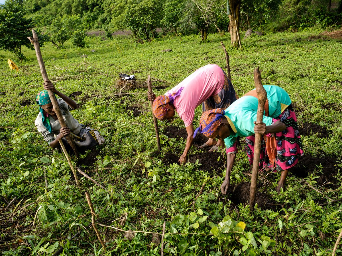 ECFF_09's tweet photo. Green Legacy in action!

In Konta Zone, Ameya Woreda (SWEPR), communities are voluntarily preparing planting sites for the 2026 season. After continuous engagement from our #CSMFL team, local ownership is driving real restoration.

Restored by us, for us. 

#ClimateAction #ECFF https://t.co/fJZ7oQex5I
