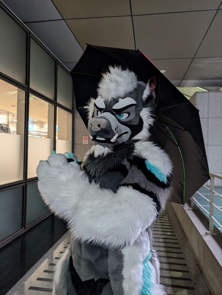 Reijinwolf's tweet photo. ここ数日の雨、まるで終わらないみたいだね。でも大丈夫〜 少なくとも、僕が傘を差してあげるし、一緒に晴れるのを待っているから。☔

These days, the rain feels like it’s never going to stop.But that’s okay~ At least I can hold the umbrella for you and stay by your side until the sky clears up. 

📷: @yanxiaoyan18187 
#FursuitEveryday