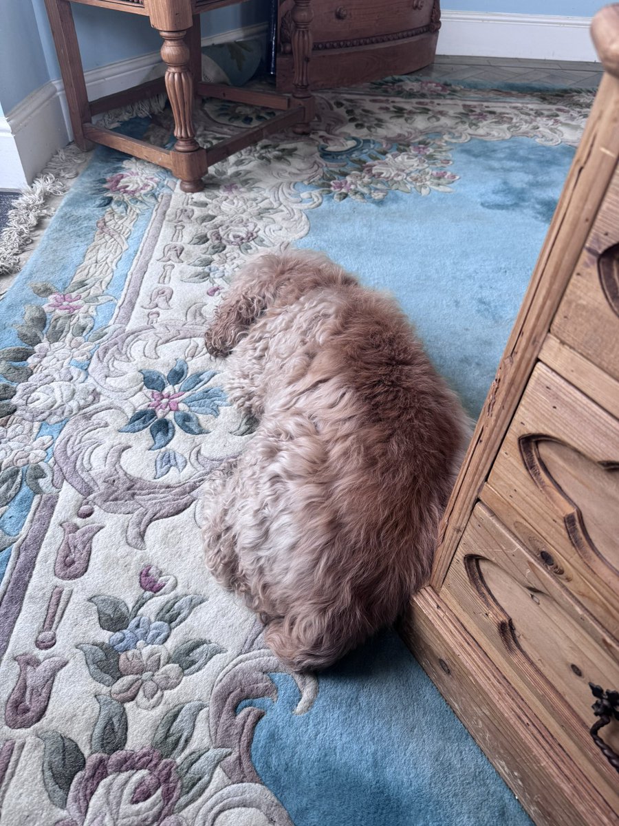 Super Spaniels tweet media
