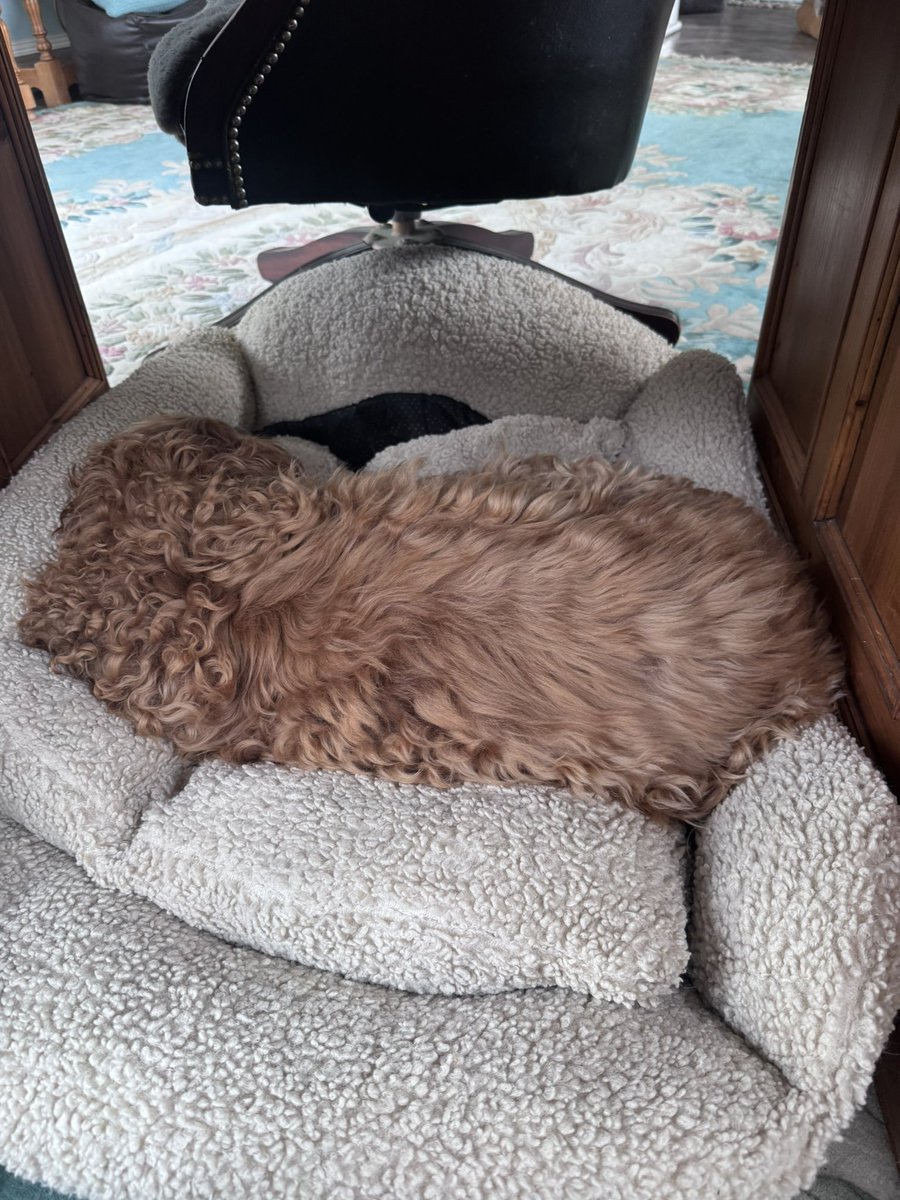 Super Spaniels tweet media