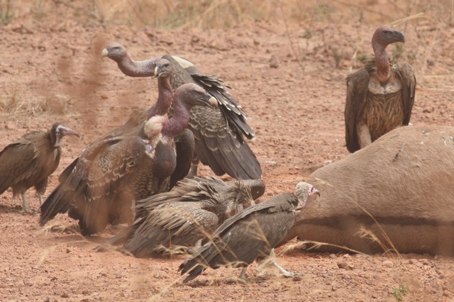 AhmadThomson's tweet photo. “Oh, won't you stay just a little bit longer?”

https://t.co/ulCKSI3zKE

“leave it all behind and sing one more song”

"When vultures surround you, try not to die"
   – African Proverb

https://t.co/YfHC2im95N

@Keir_Starmer @Nigel_Farage @KemiBadenoch 
#ShowdownatNo10Corral https://t.co/60HUOLAJxS