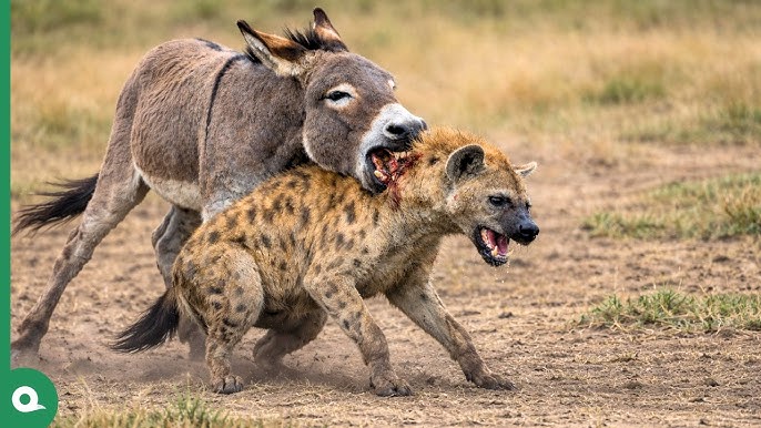 AhmadThomson's tweet photo. “Oh, won't you stay just a little bit longer?”

https://t.co/ulCKSI3zKE

“leave it all behind and sing one more song”

"When vultures surround you, try not to die"
   – African Proverb

https://t.co/YfHC2im95N

@Keir_Starmer @Nigel_Farage @KemiBadenoch 
#ShowdownatNo10Corral https://t.co/60HUOLAJxS