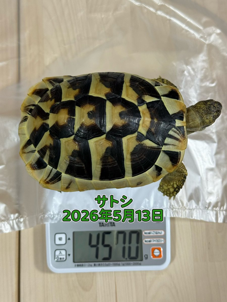 TSatoshi31207's tweet photo. 体重測定🐢🐢
タケシはゆっくり成長中。 少しずつだけど、ちゃんと大きくなっています。
一方サトシは、相変わらず成長スピードが早め…！ ごはんの量は少し減らしているのに、まだまだしっかり増えています。 https://t.co/3MKpXLvBH1