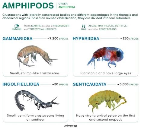 AmateurEnginee1's tweet photo. @brandilwells Shrimp resemble amphipods (lawn shrimp), they are crustaceans like shrimp and a bug type

Some entomologist, evolutionary biologists &amp; carcinologists agree that insects &amp; shrimp originate from shrimpmorphic &amp; some agree therefore shrimp are closely related to bugs or are bugs https://t.co/4j0WxylPPh