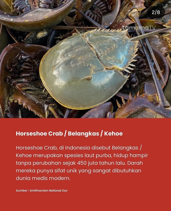 akunhewan's tweet photo. referensi tambahan mengenai manfaat darah biru belangkas di dunia medis: https://t.co/rK4wAwikJn