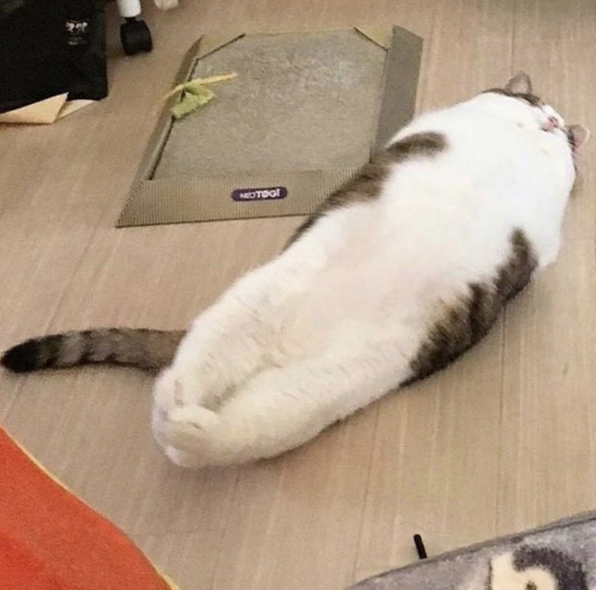 Cat is life ~猫は人生~ tweet media