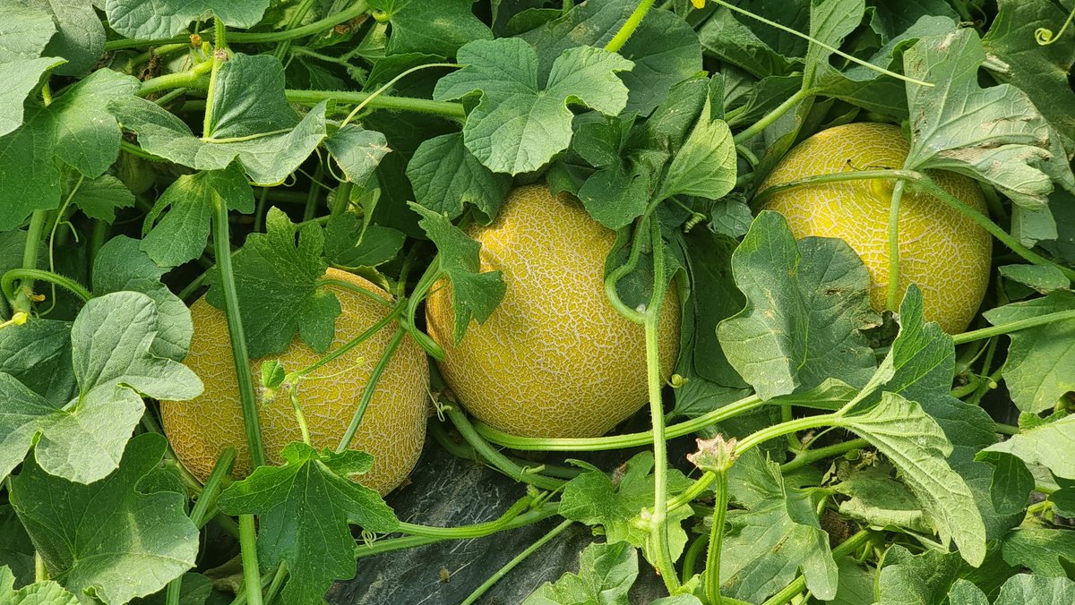 FHALMERIA's tweet photo. 📸 @SemillasFito  celebra esta semana su tercera edición de su Water&amp;Melon Show 🍉🍈 en #Almería 

✅Aquí os dejamos una galería de #fotos 🧐 de lo que está dando de sí este evento, al que aún puedes acudir hoy miércoles y mañana jueves 

👉 https://t.co/drpJd4PSKl https://t.co/PRFSRB3TDU