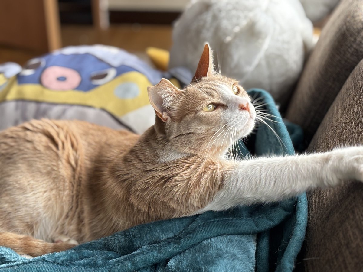 argon_0007's tweet photo. 去年の11月から一緒に暮らし始めたうちの猫をあげておくね https://t.co/w9W3xaoBFO