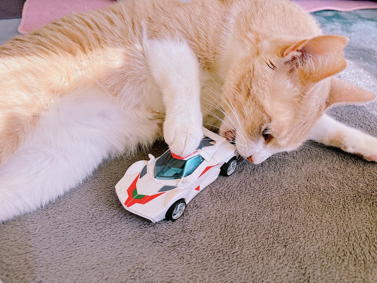 argon_0007's tweet photo. 去年の11月から一緒に暮らし始めたうちの猫をあげておくね https://t.co/w9W3xaoBFO