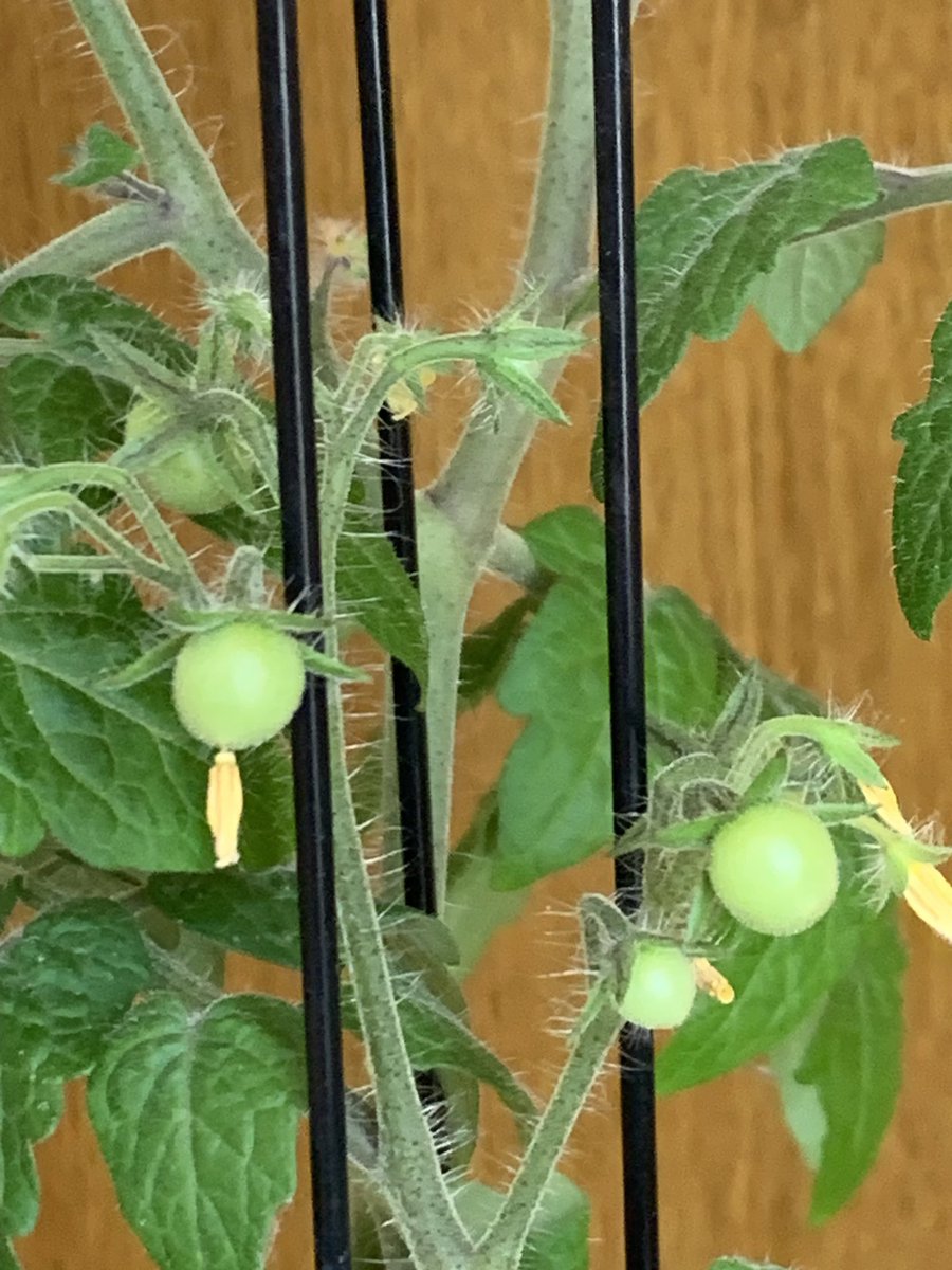 MeloPlant_'s tweet photo. #ミニトマト水栽培日記

実ができ始めました〜🍅

#ミニトマト #ミニトマト栽培
#ミニトマト水栽培
#家庭菜園 #ガーデニング https://t.co/XUbWfOJ9ZQ