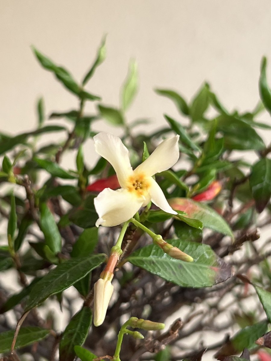 choke369's tweet photo. ん？いつもと違う芽が出て来たなと思ってたらチリメンカズラの花ぁー！！
初めて咲いてくれましたね☺️
何にもしてないからぼちぼちお手入れしないとー💦

#盆栽 #縮緬葛 https://t.co/XT6mI43alN