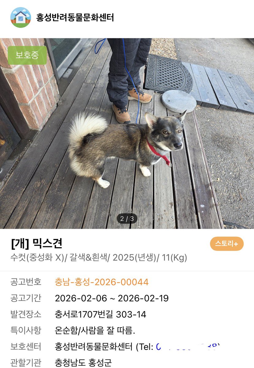 오늘의 강아지 추천 tweet media