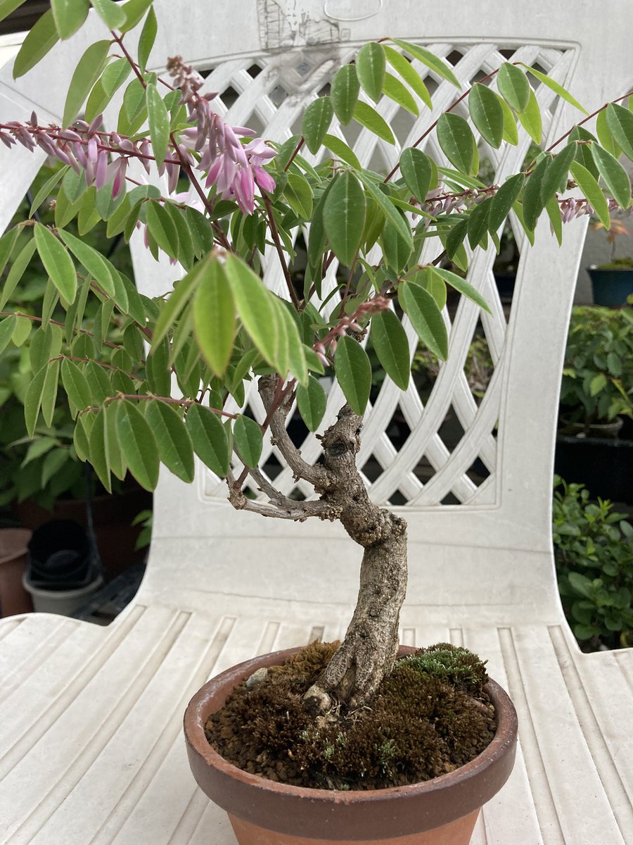 GoldActor1's tweet photo. ニワフジが開花。実家の鉢植えを株分けして貰って盆栽にしたものです。
小品の枠に収めたかったのですが、最低限の新芽だけでもビヨーンと10cmくらい行ってしまう木なので実質不可能です…
植え替えサボると回り根からひこばえが出まくるし、ただでさえ大きい葉が更に大きくなります。
でも花は綺麗🌸 https://t.co/sTyulXvPR1