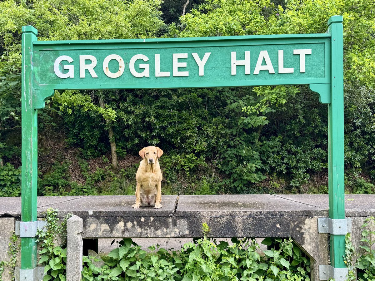 TanyaAtTheBeach's tweet photo. After the earlier rain, it’s turned out grand onnthe Camel Trail! #GrogleyHalt #CamelTrail #LabradorLife https://t.co/pQMoZw4FG1