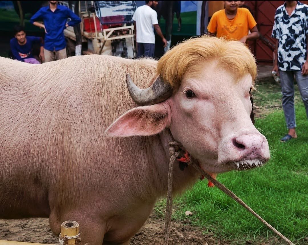 MohammedUn47432's tweet photo. A buffalo in Bangladesh went viral after being nicknamed “Donald Trump” ahead of Eid al-Adha 😄.

@realDonaldTrump 
@IRIMFA_EN 
@IRMilitaryMedia 
@WhiteHouse https://t.co/ntD0qt1Hri