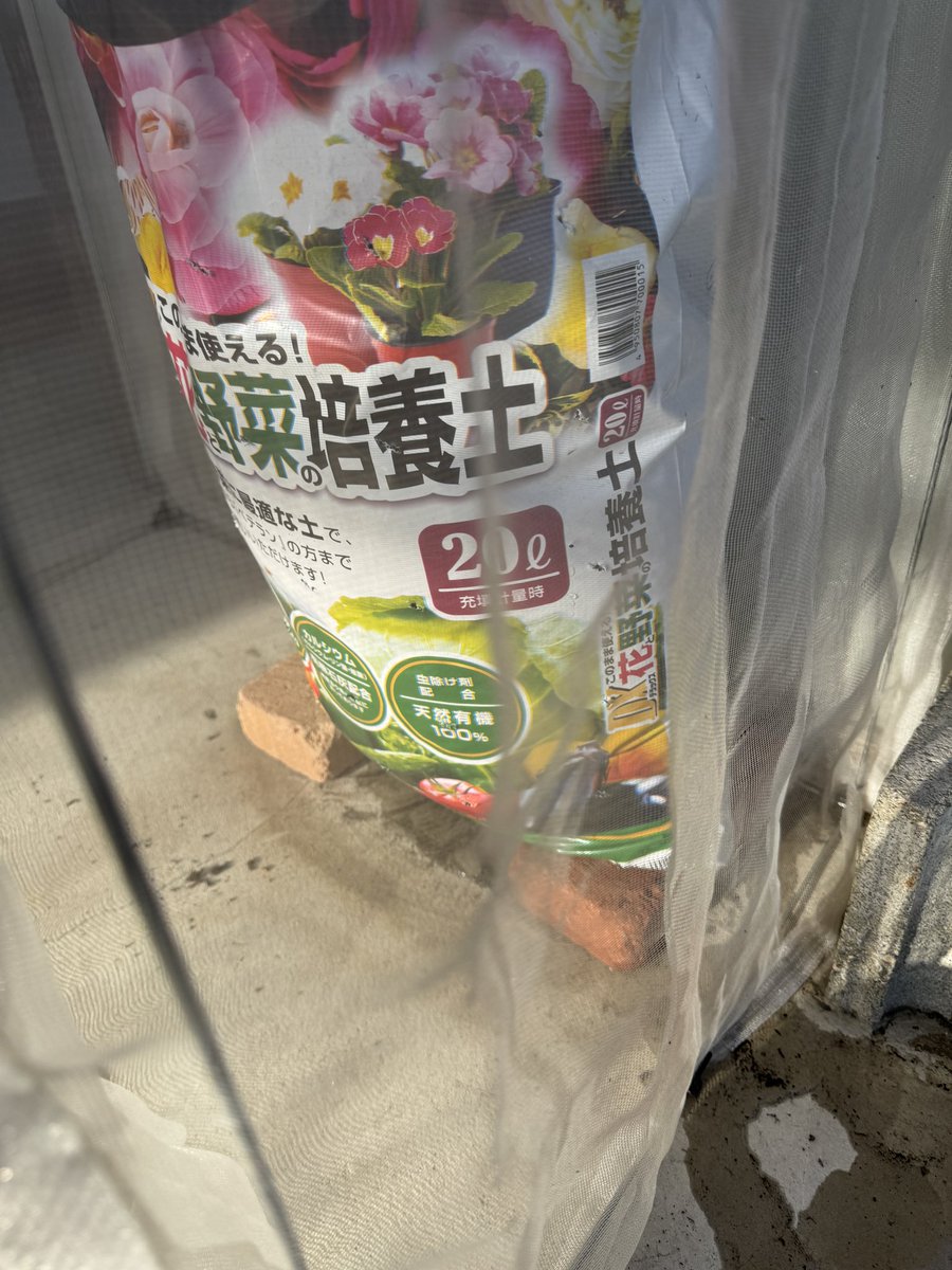 鳩豆ボタン(hatomame)@V-RANGERS tweet media