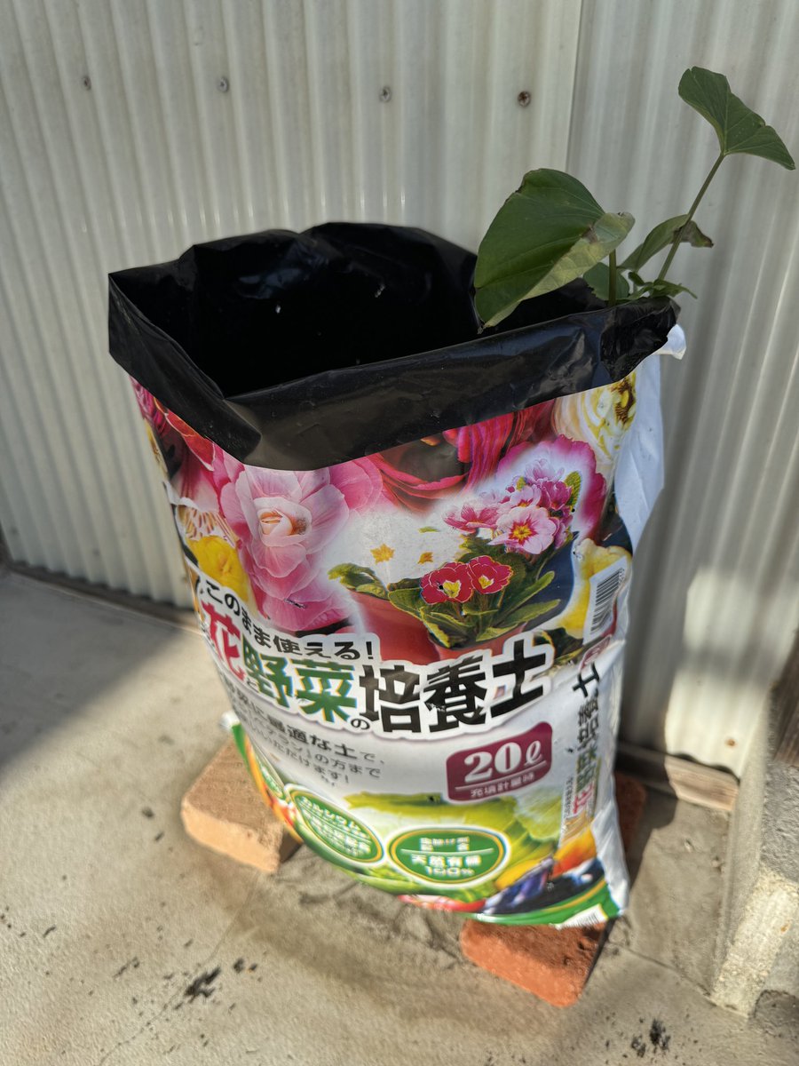 鳩豆ボタン(hatomame)@V-RANGERS tweet media