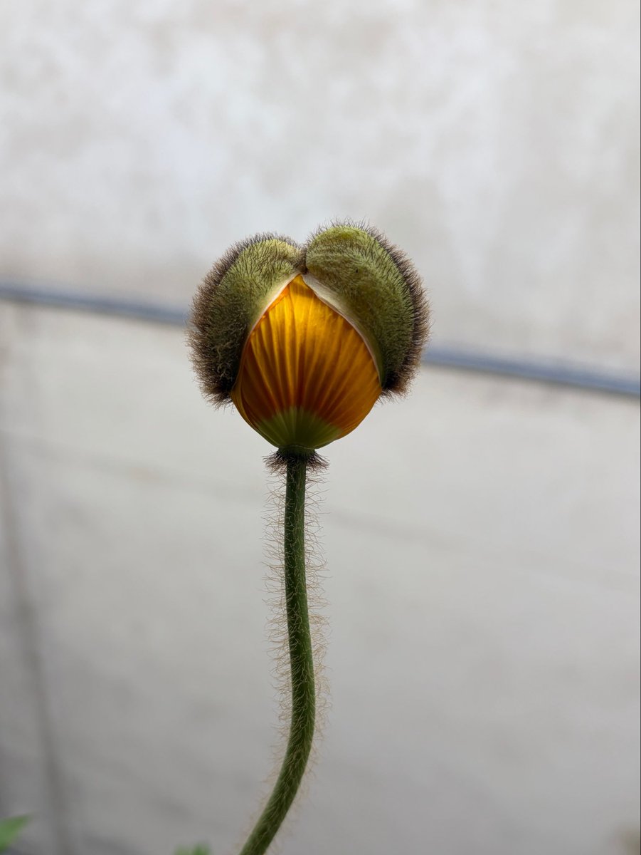 家のポピーのつぼみがようやく開いて、花が咲きました。