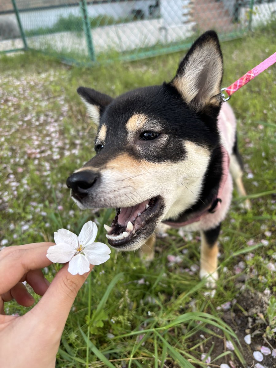 Renapi_0126's tweet photo. #愛犬の日
我が家のアイドル🐶🐾 https://t.co/9x8lcIlM0u