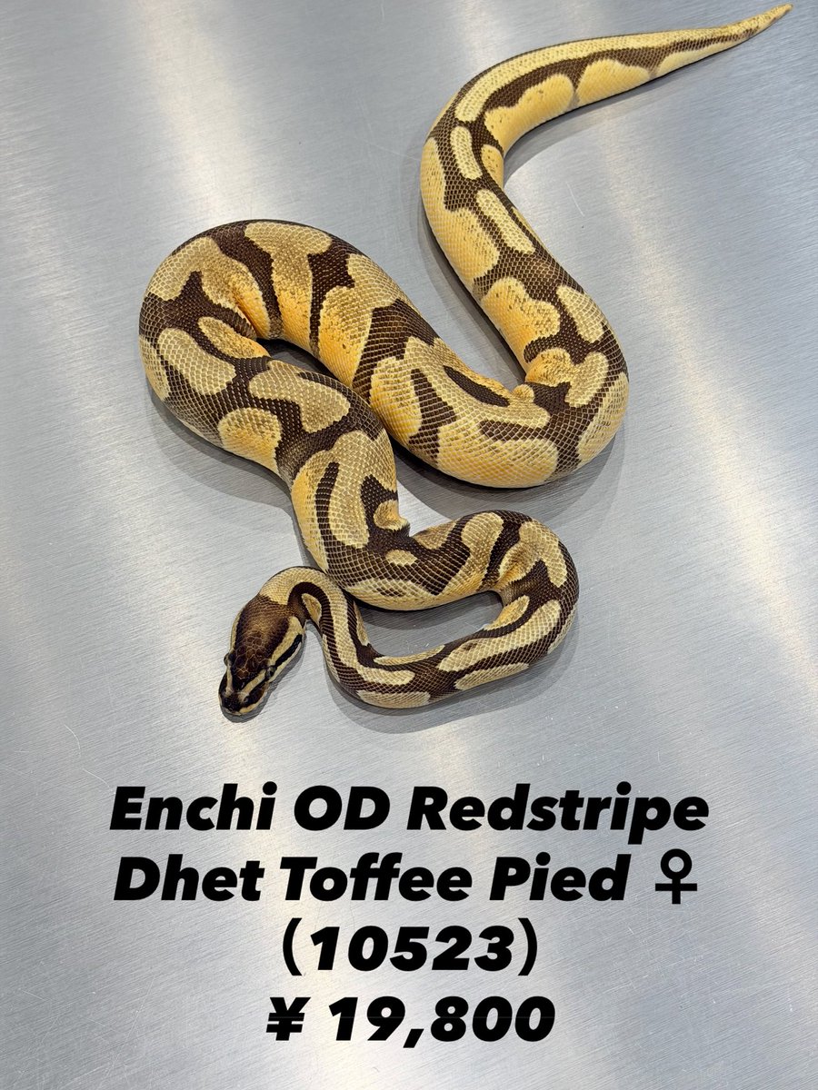 Enchi OD Redstripe Dhet Toffee Pied ♀ （10523） 542g 【お渡し可能