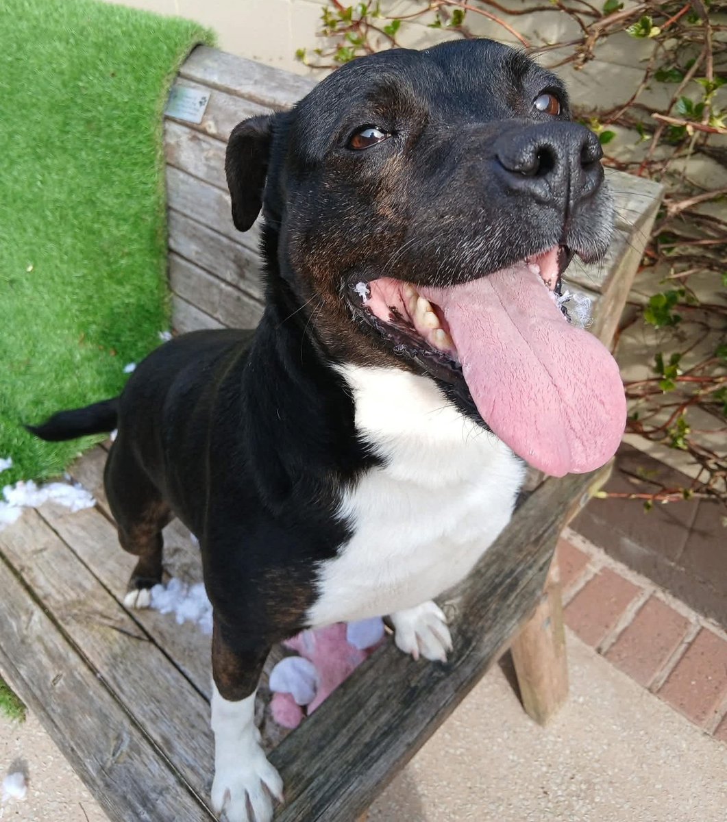 Senior Staffy Club Dog Rescue tweet media