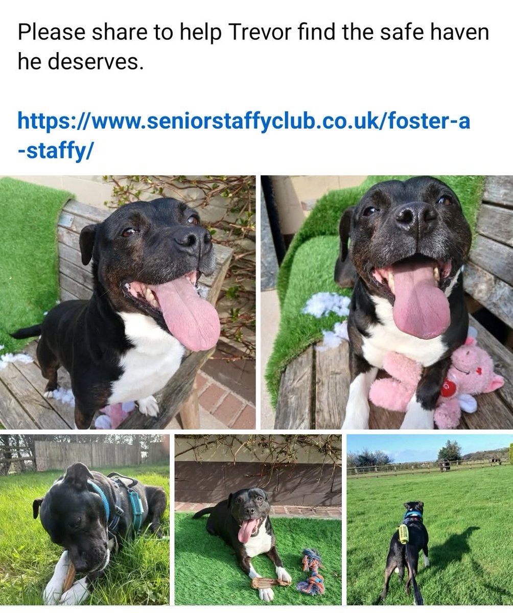Senior Staffy Club Dog Rescue tweet media