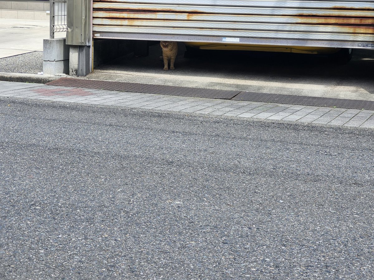gvb0626's tweet photo. 虎おった https://t.co/jkFkGpXJU0